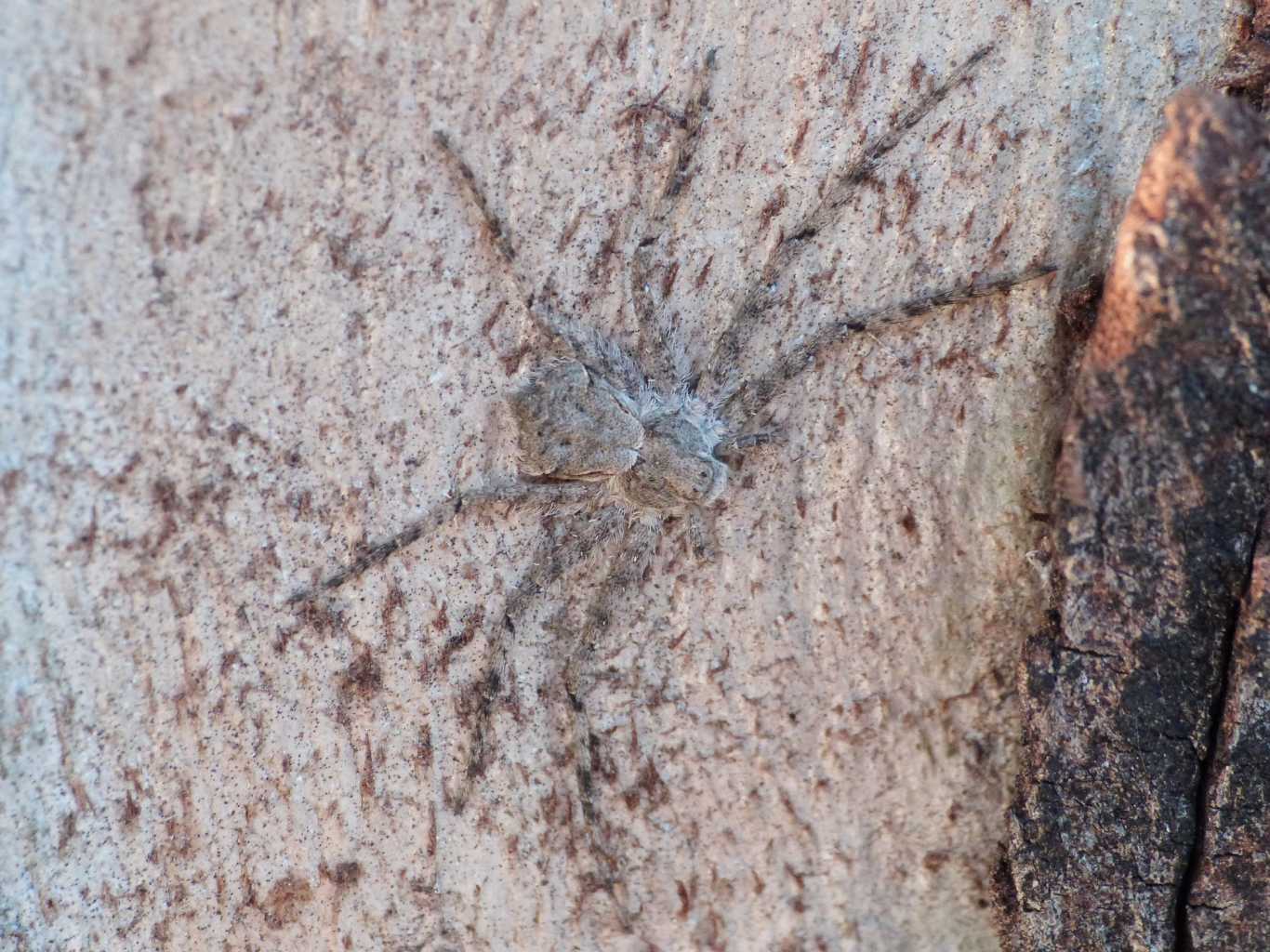 Philodromus margaritatus mimetico - Fregene (RM)